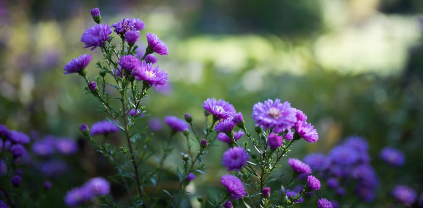 Heilkräutergarten Klaffer