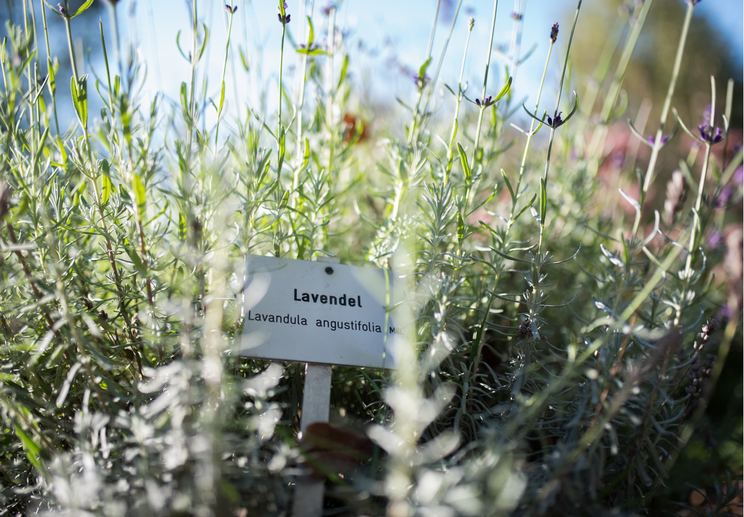 Heilkräutergarten Klaffer