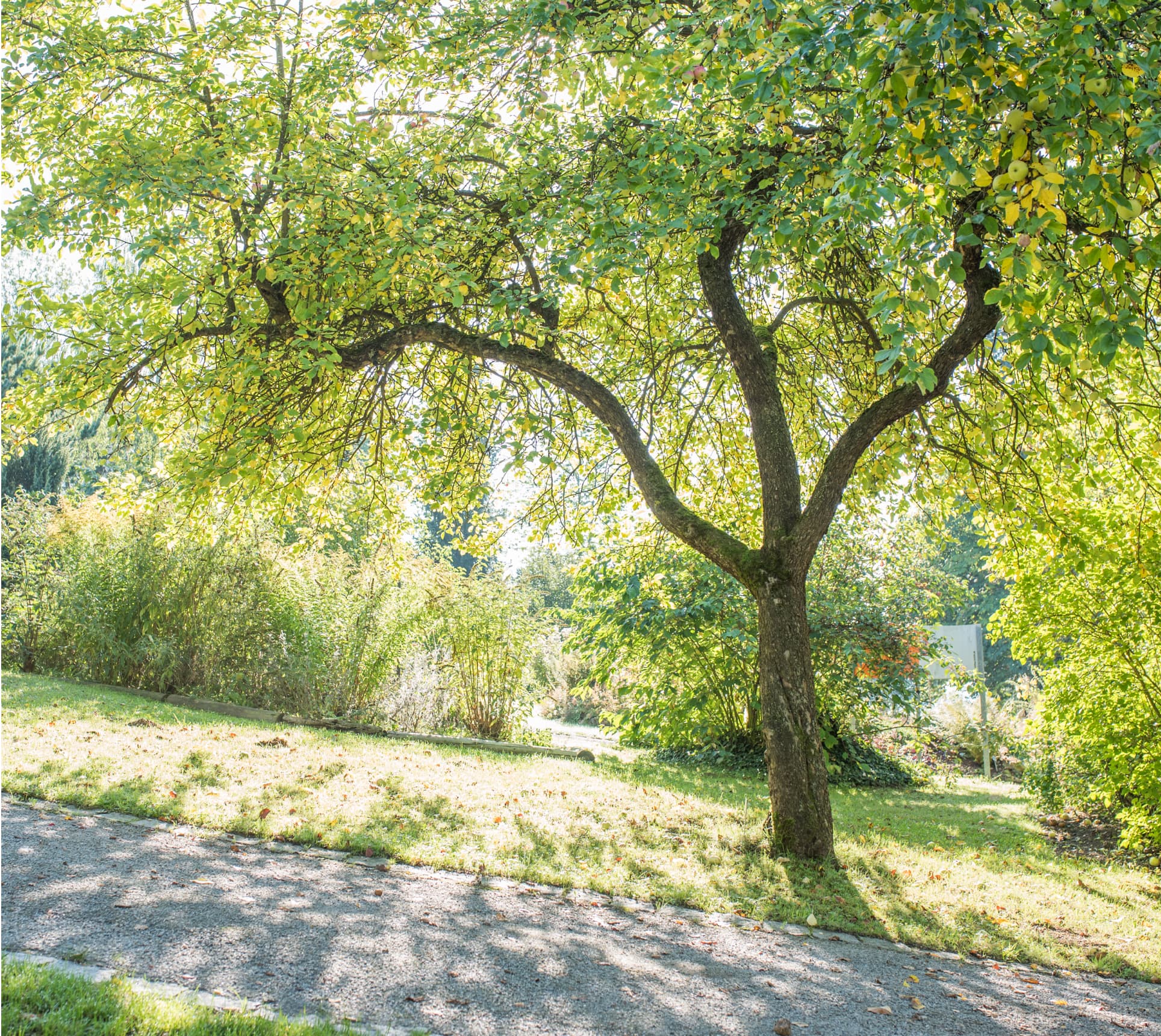 Heilkräutergarten Klaffer